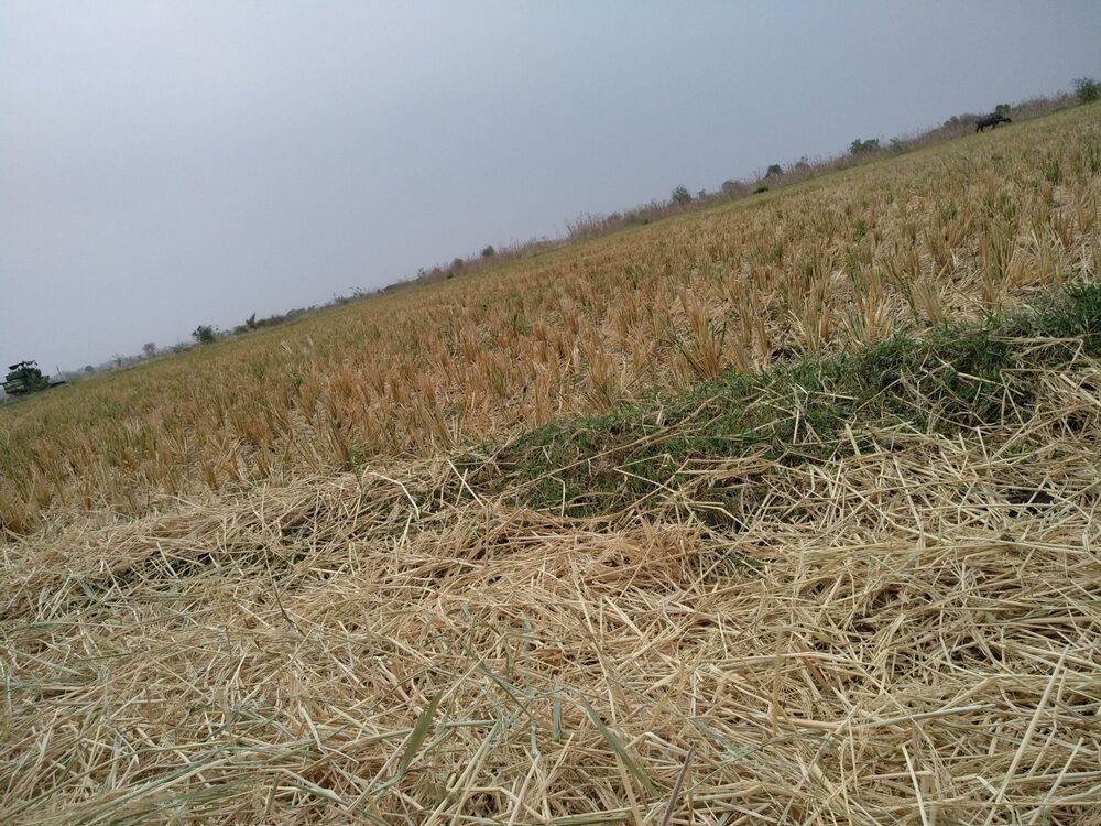 Agricoltura colpita da eventi climatici estremi