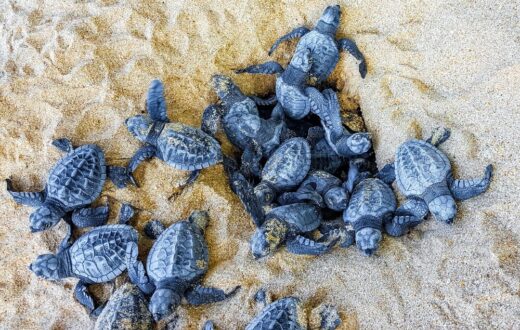Nidi di tartaruga Caretta caretta
