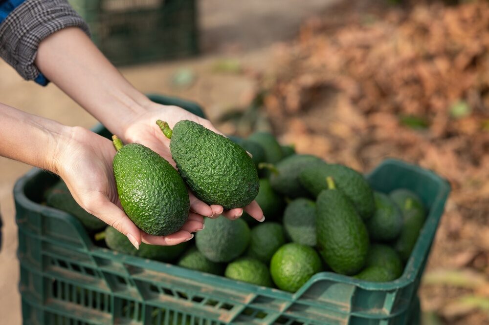 Produzione di avocado in Sicilia da parte di Halaesa